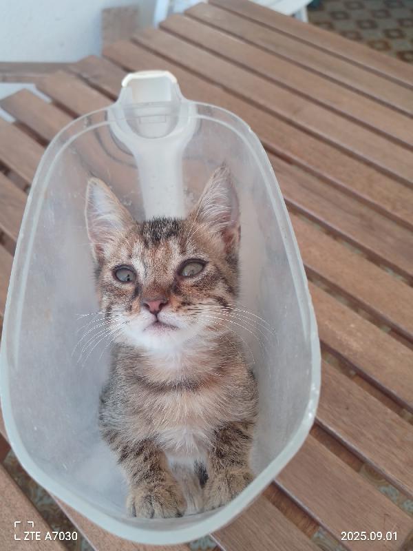 🌸 “Melissa, una piccola principessa in cerca di casa” Foto 5